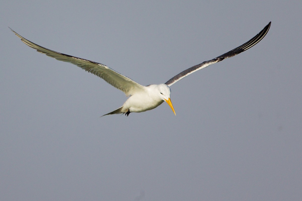 Great Crested Tern - ML645638903