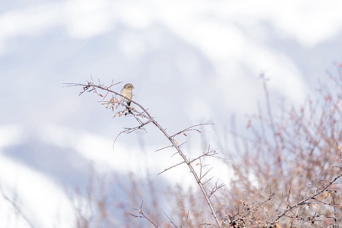 White-throated Redstart - ML645638904