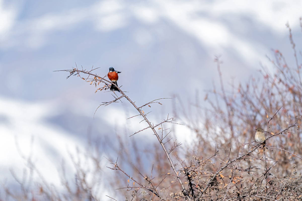 White-throated Redstart - ML645638905