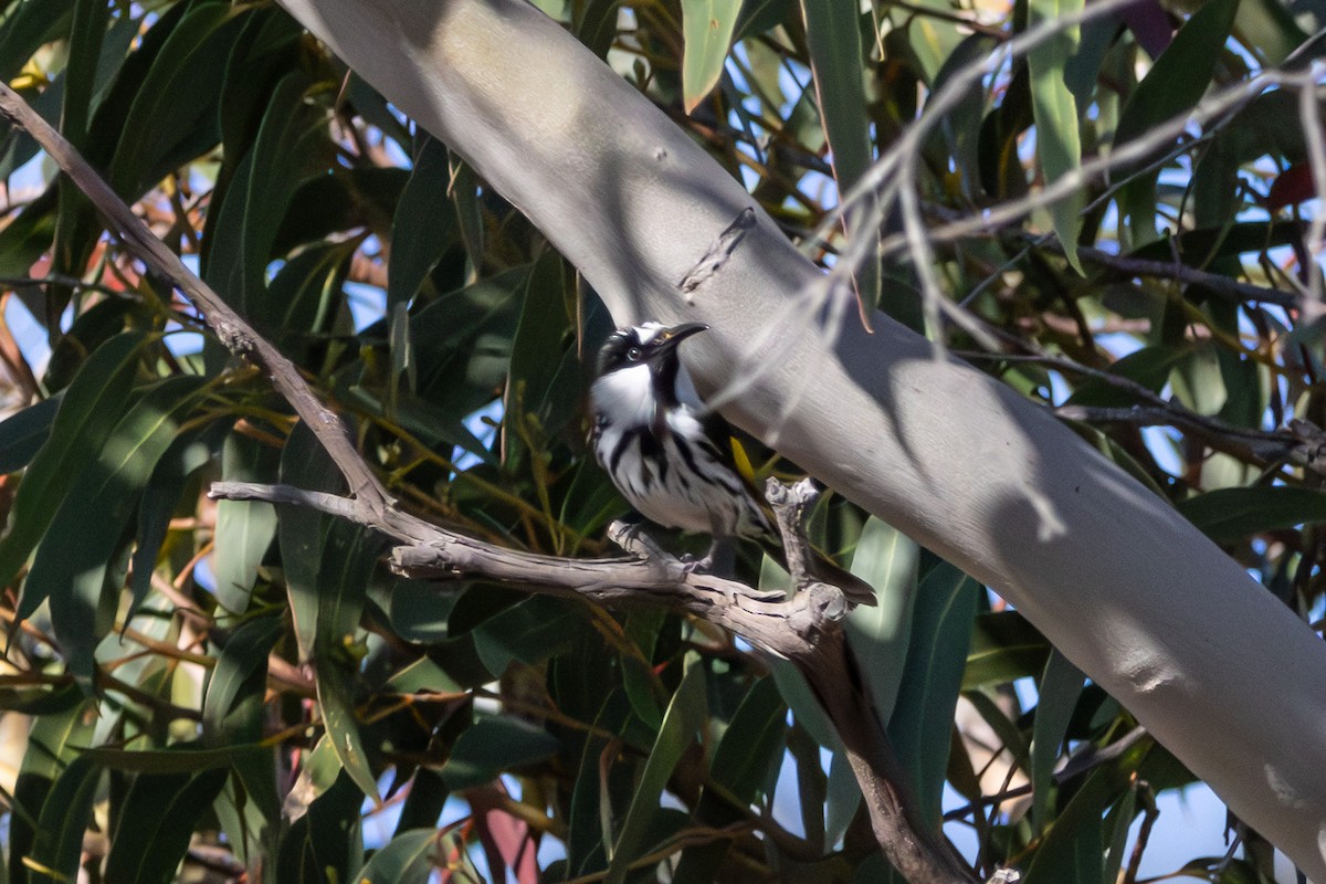 White-cheeked Honeyeater - ML645638906