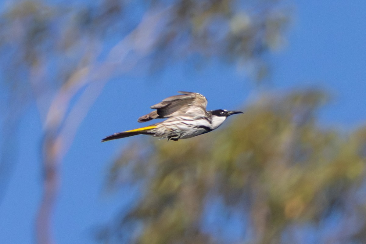 White-cheeked Honeyeater - ML645638908