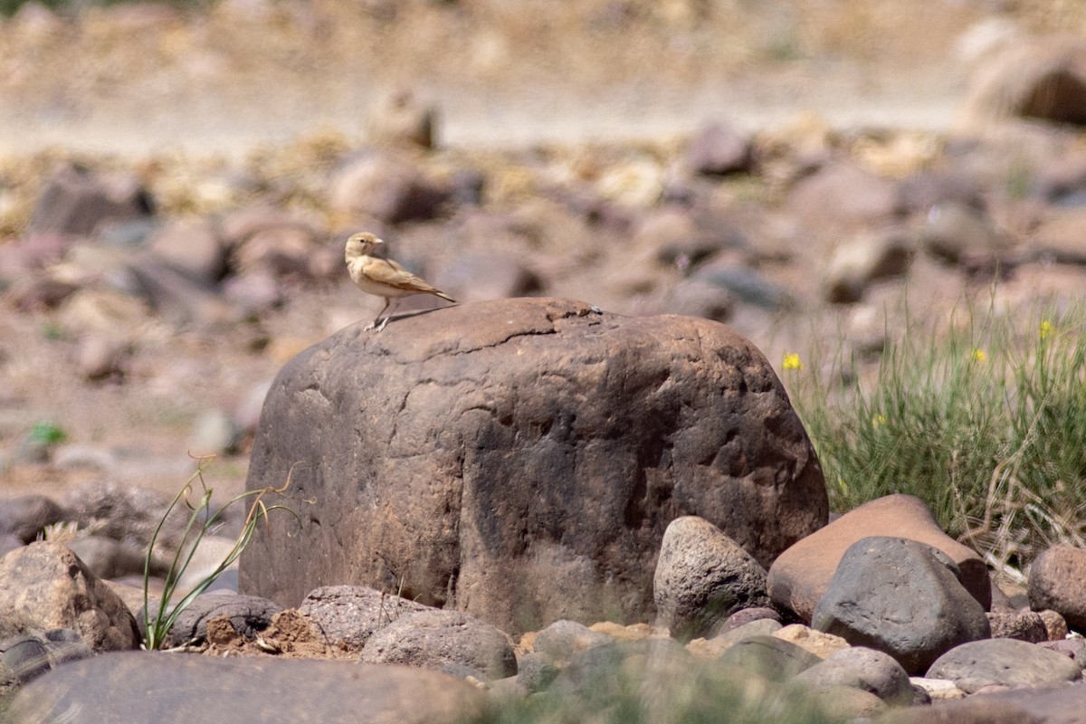 Bar-tailed Lark - ML645638909