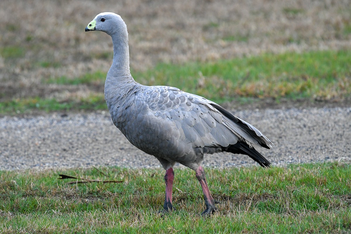 Cape Barren Goose - ML645638911