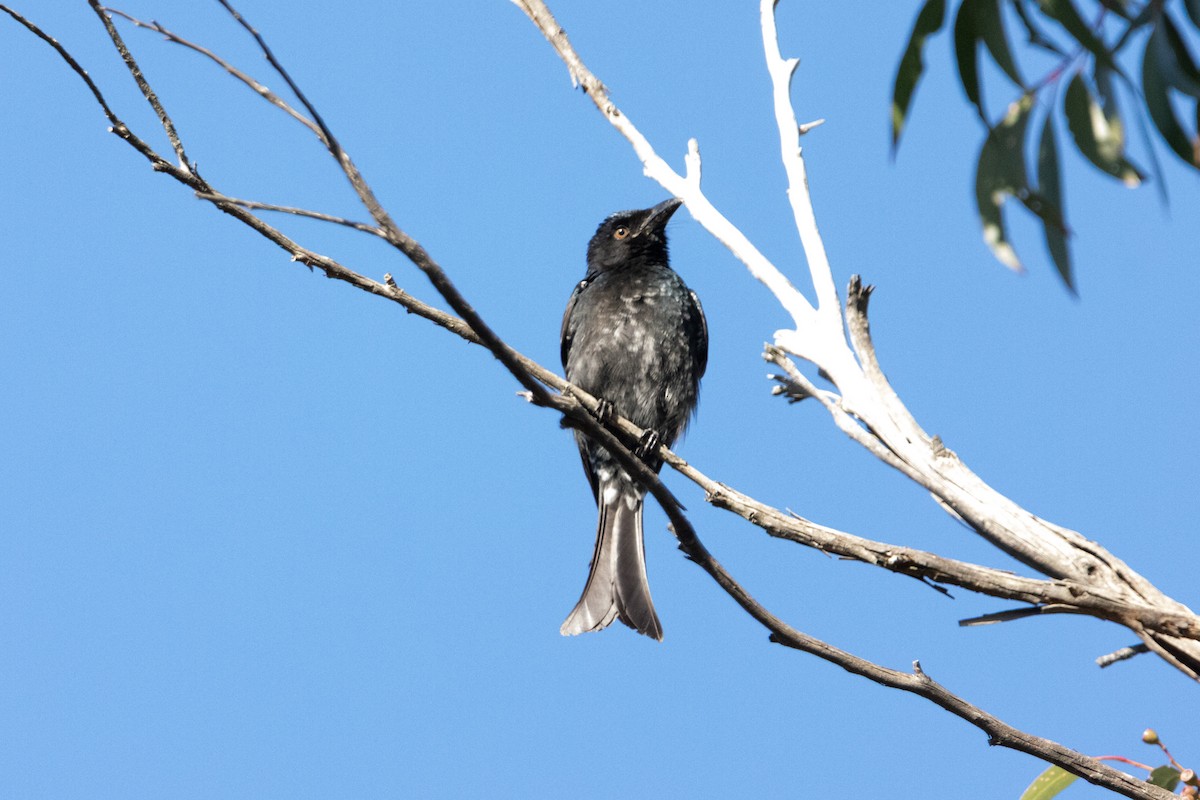 Spangled Drongo - ML645638913