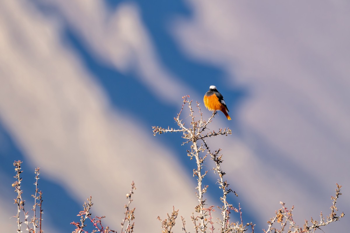 White-winged Redstart - ML645638914
