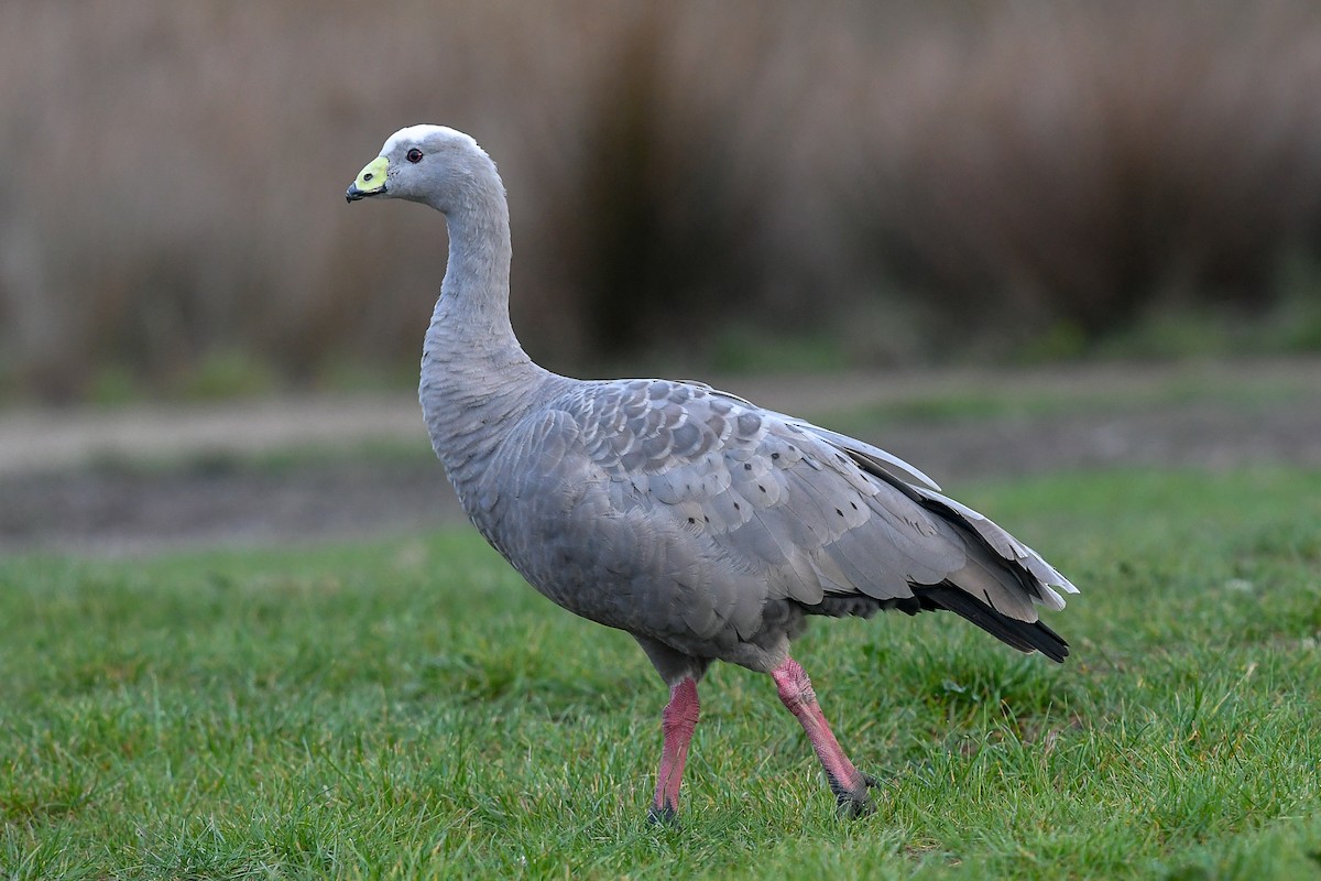 Cape Barren Goose - ML645638915