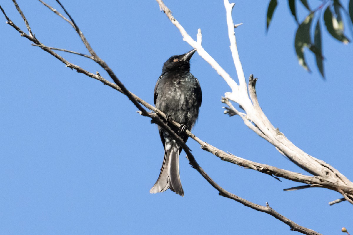 Spangled Drongo - ML645638916