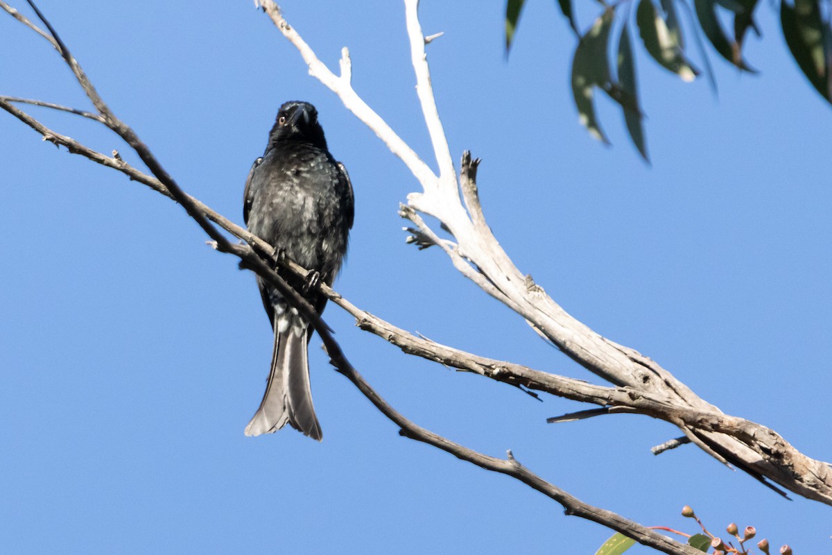 Spangled Drongo - ML645638917