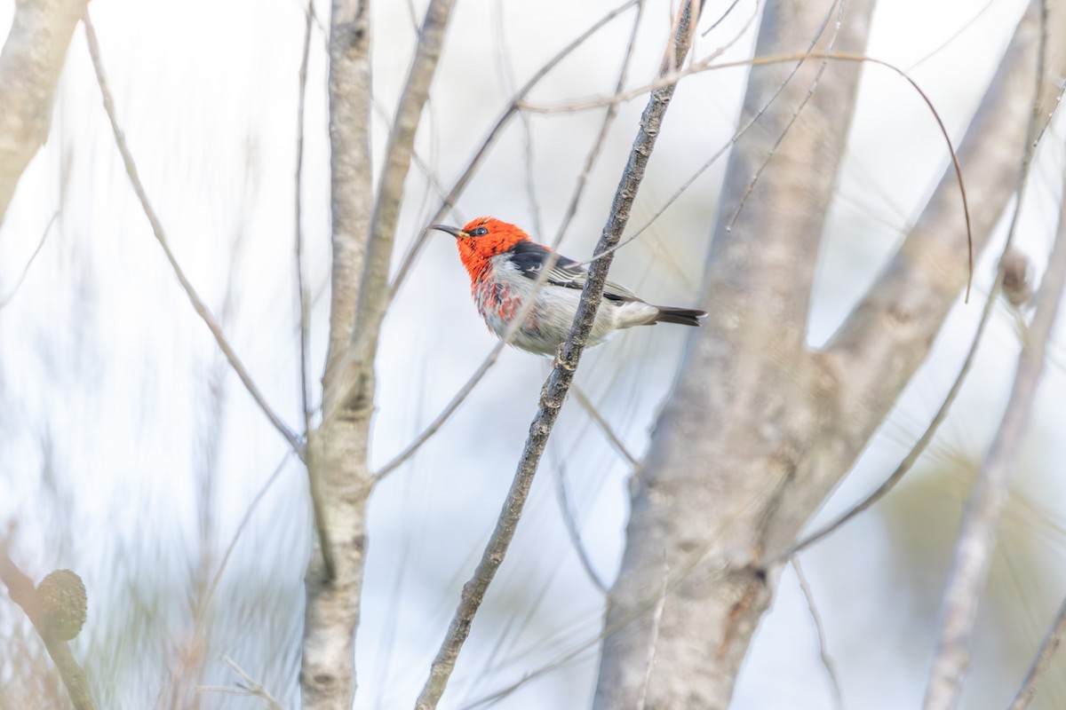 Scarlet Myzomela - ML645638919