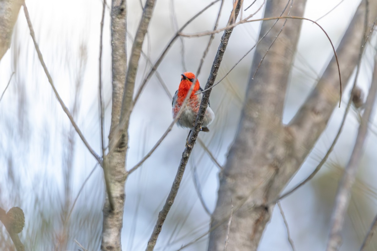 Scarlet Myzomela - ML645638922