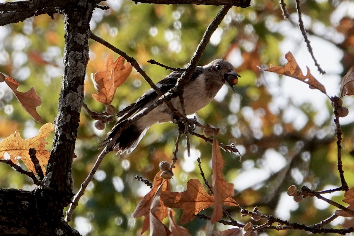 Red-headed Woodpecker - ML645638923