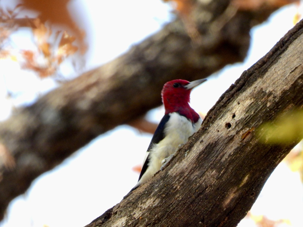 Red-headed Woodpecker - ML645638924
