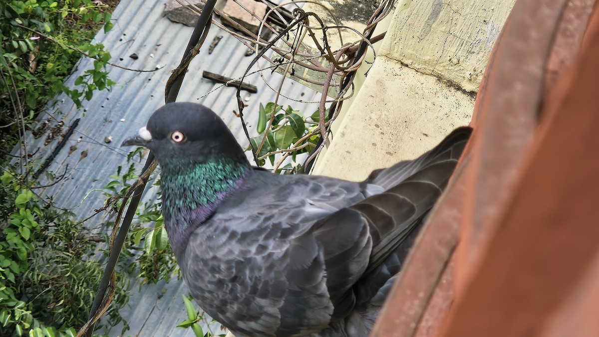 Голуб сизий (міський) - ML645638925