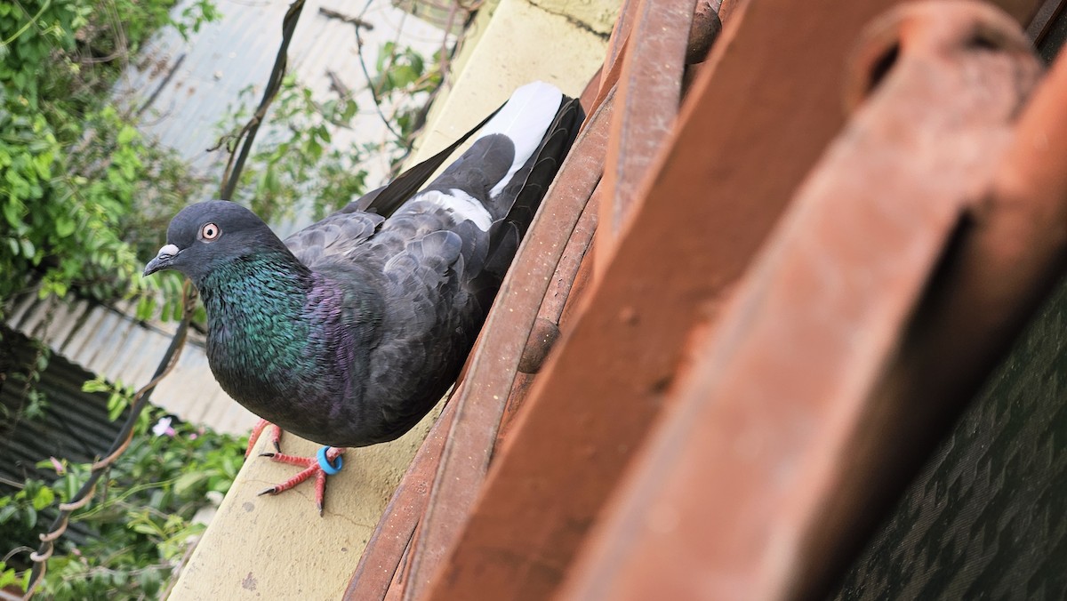 Голуб сизий (міський) - ML645638926