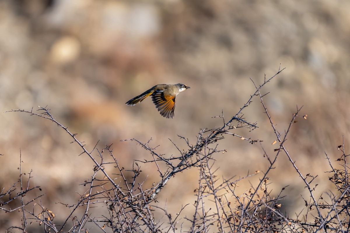 Чагарниця чорнохвоста - ML645638927