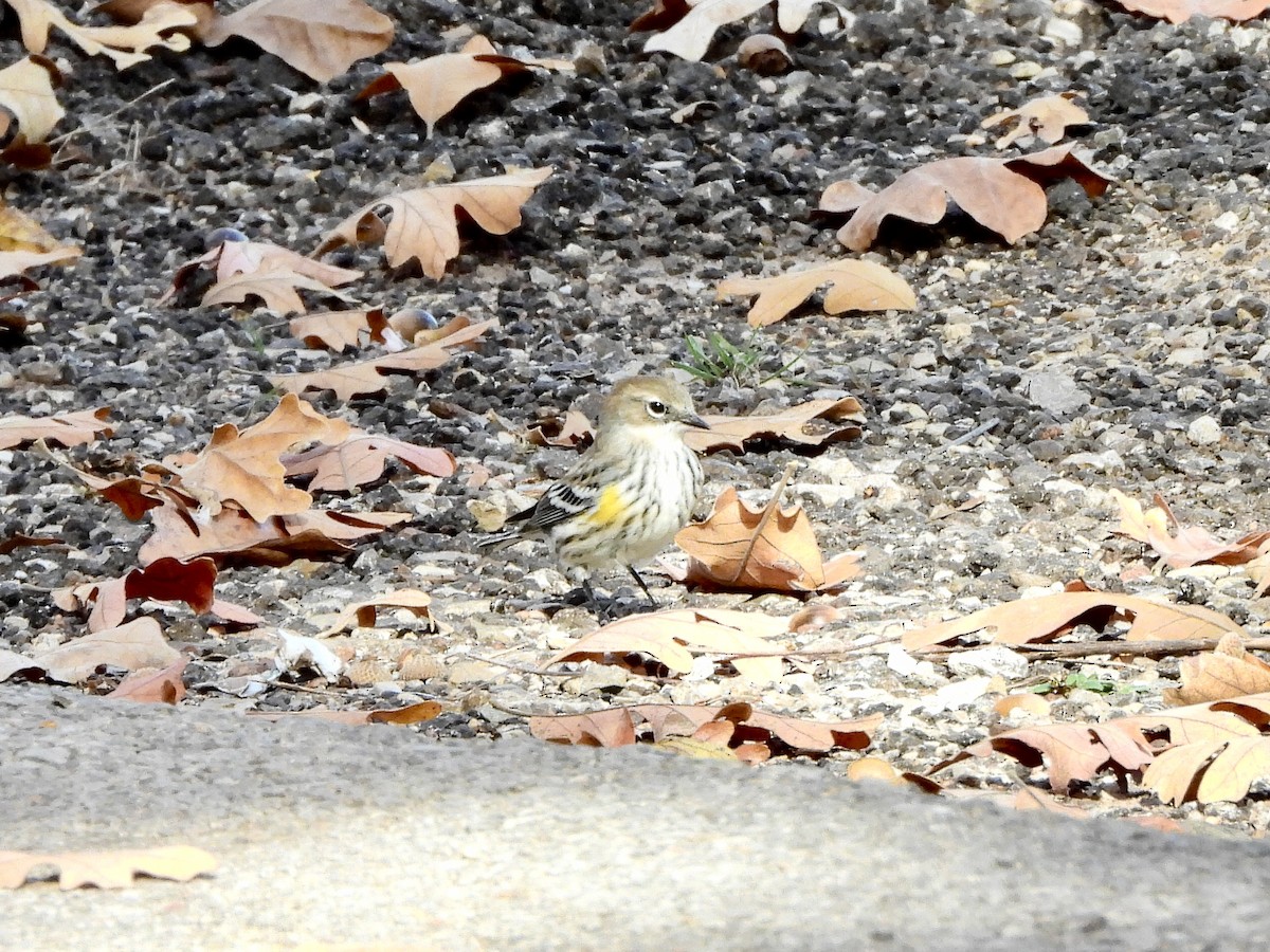Пісняр-лісовик жовтогузий - ML645638928