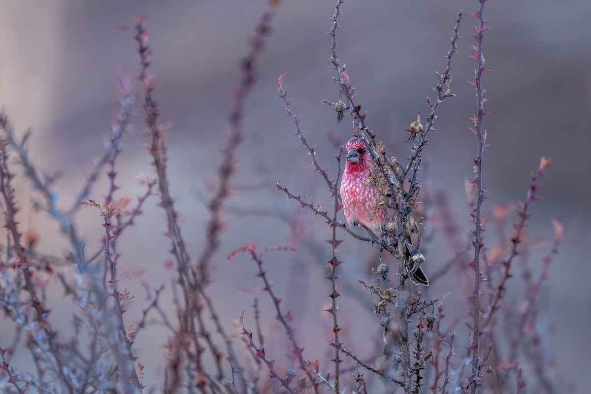Чечевиця високогірна - ML645638931