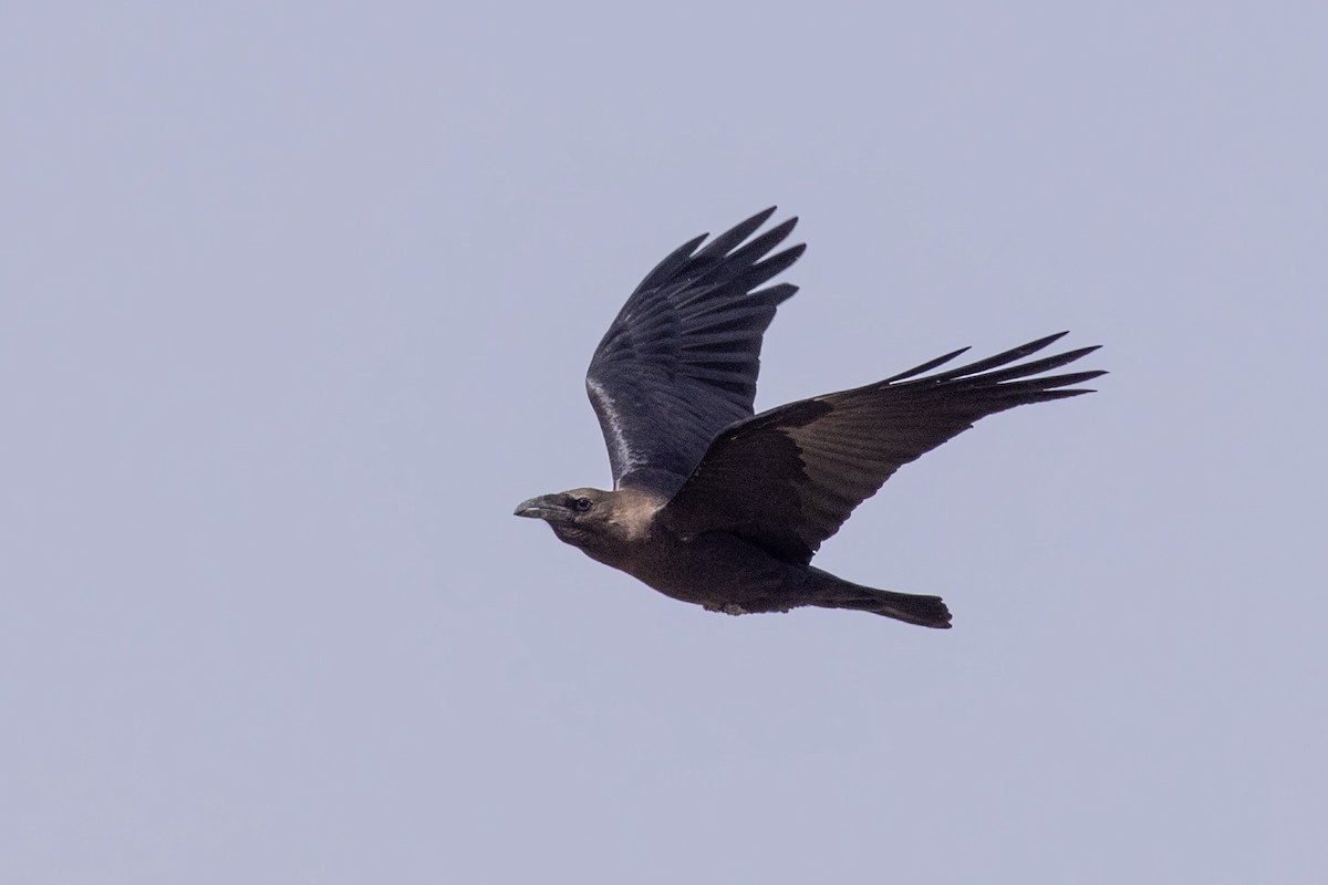 Крук пустельний - ML645638932