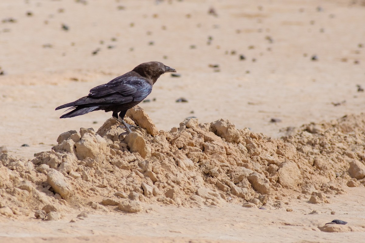 Крук пустельний - ML645638933