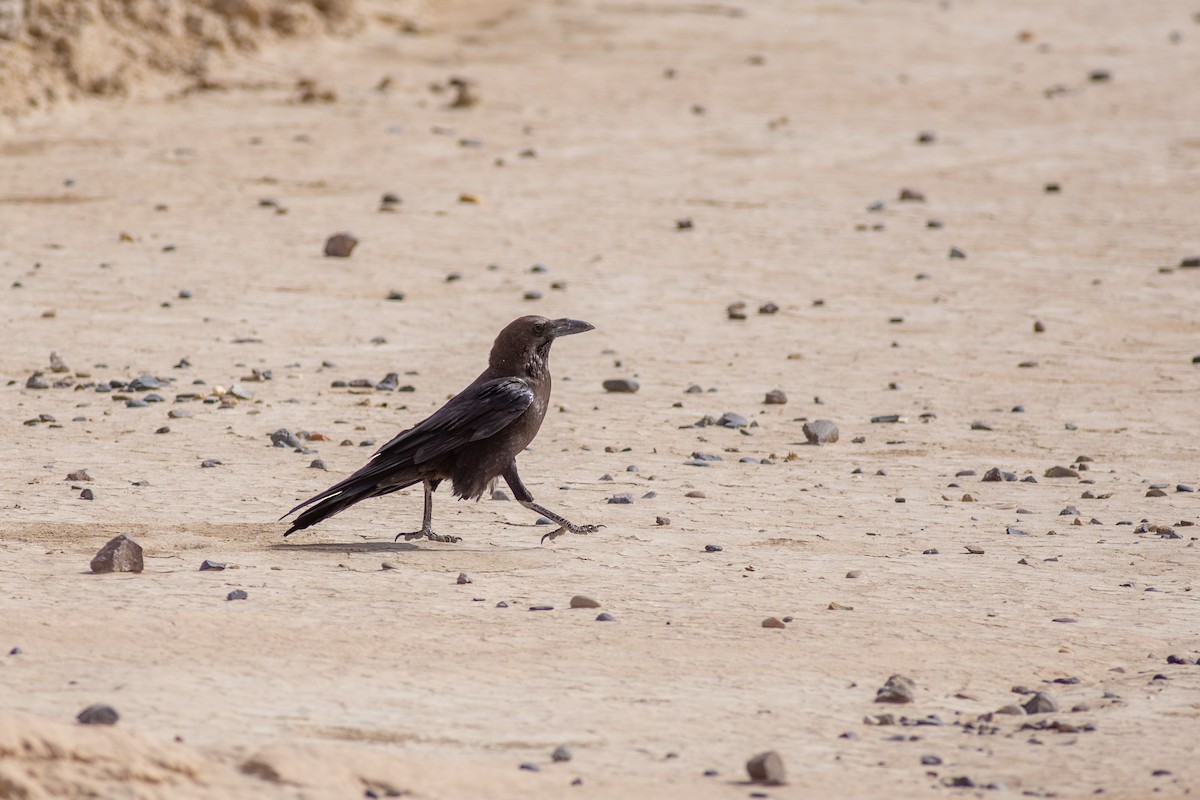 Крук пустельний - ML645638934