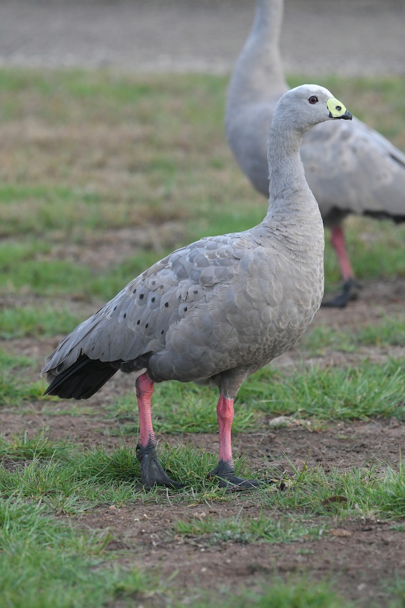 Гуска тасманійська - ML645638935