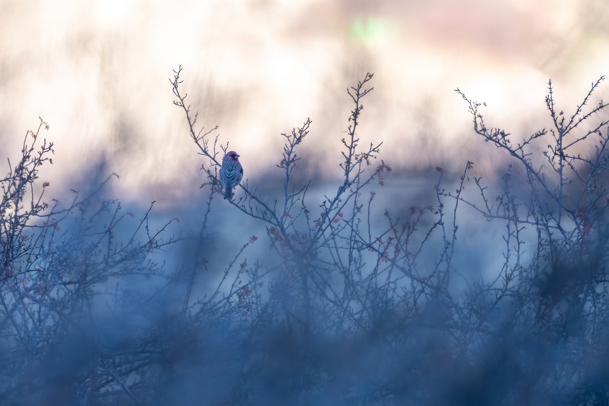 Чечевиця високогірна - ML645638936