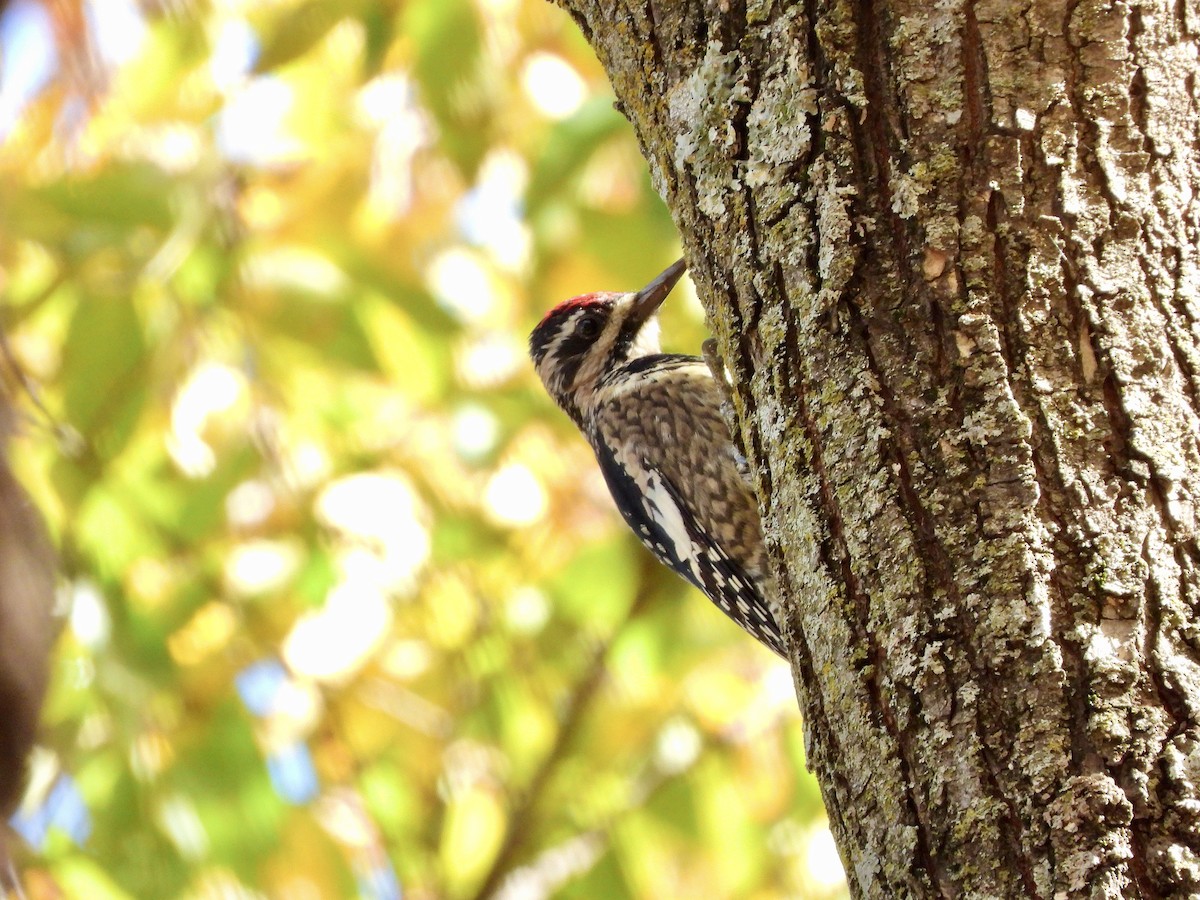 Дятел-смоктун жовточеревий - ML645638937