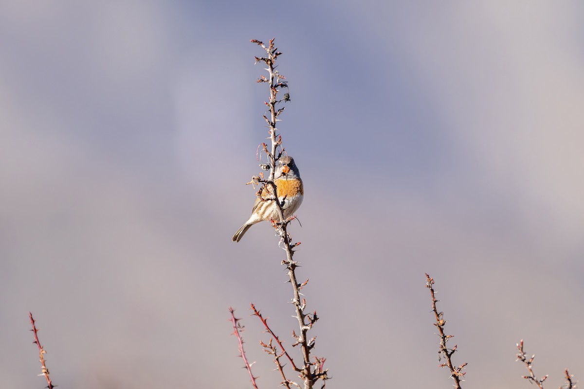 Тинівка рудовола - ML645638938