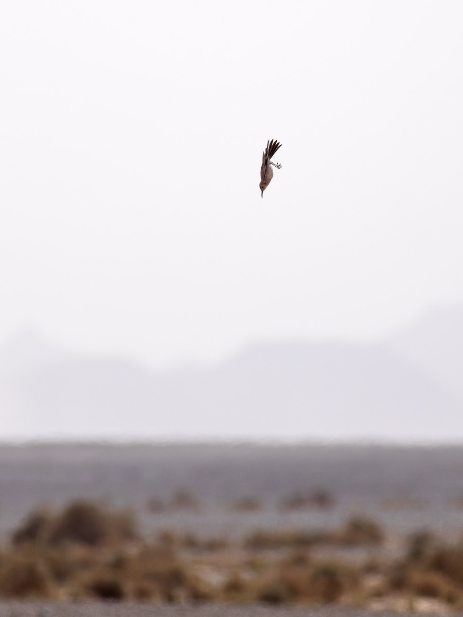 Пікір великий - ML645638939