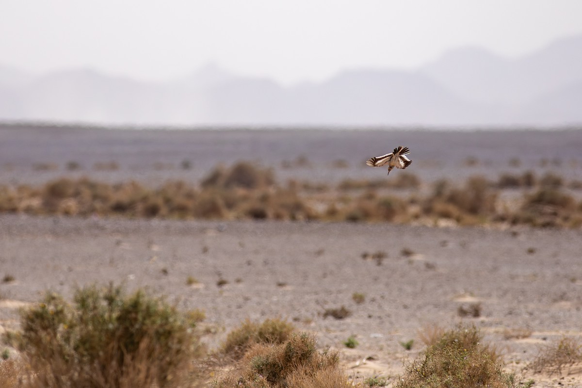 Пікір великий - ML645638940