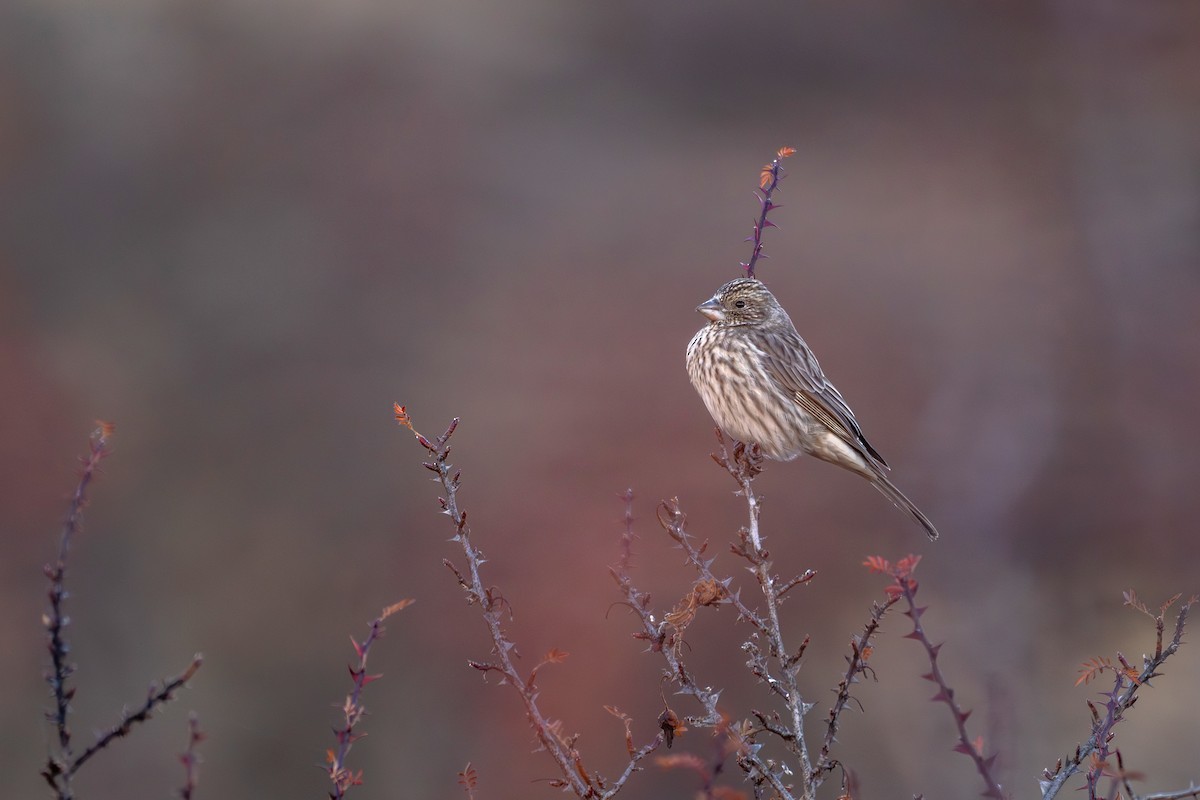 Чечевиця гімалайська - ML645638942