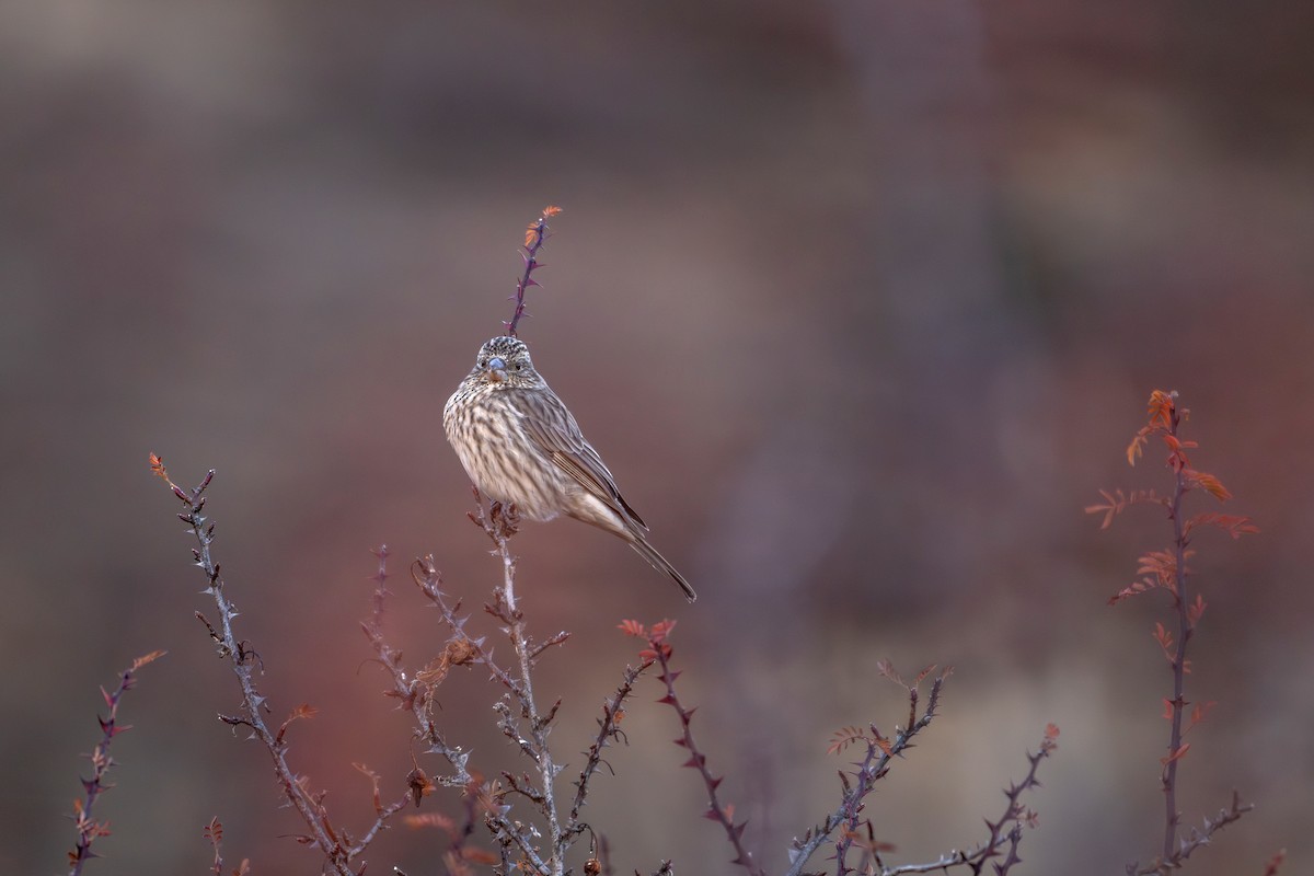 Чечевиця гімалайська - ML645638943