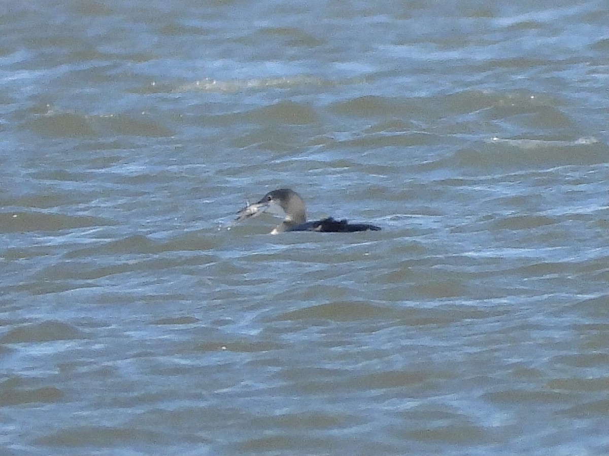 Гагара полярна - ML645638945