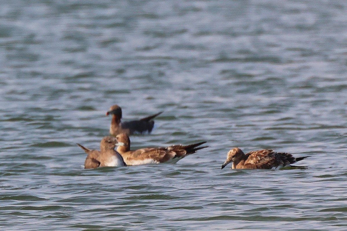 Мартин аденський - ML645638946