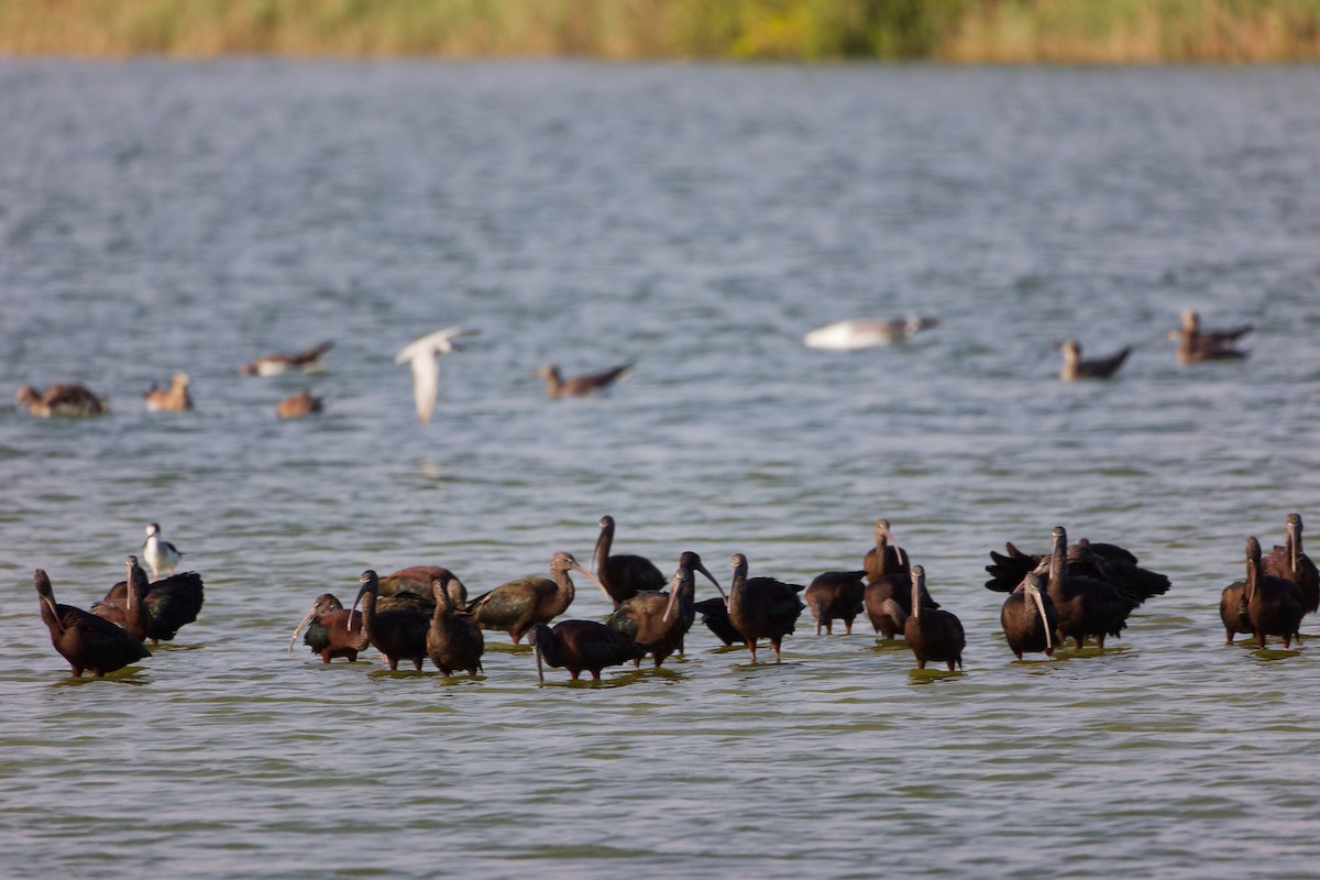 Коровайка бура - ML645638947