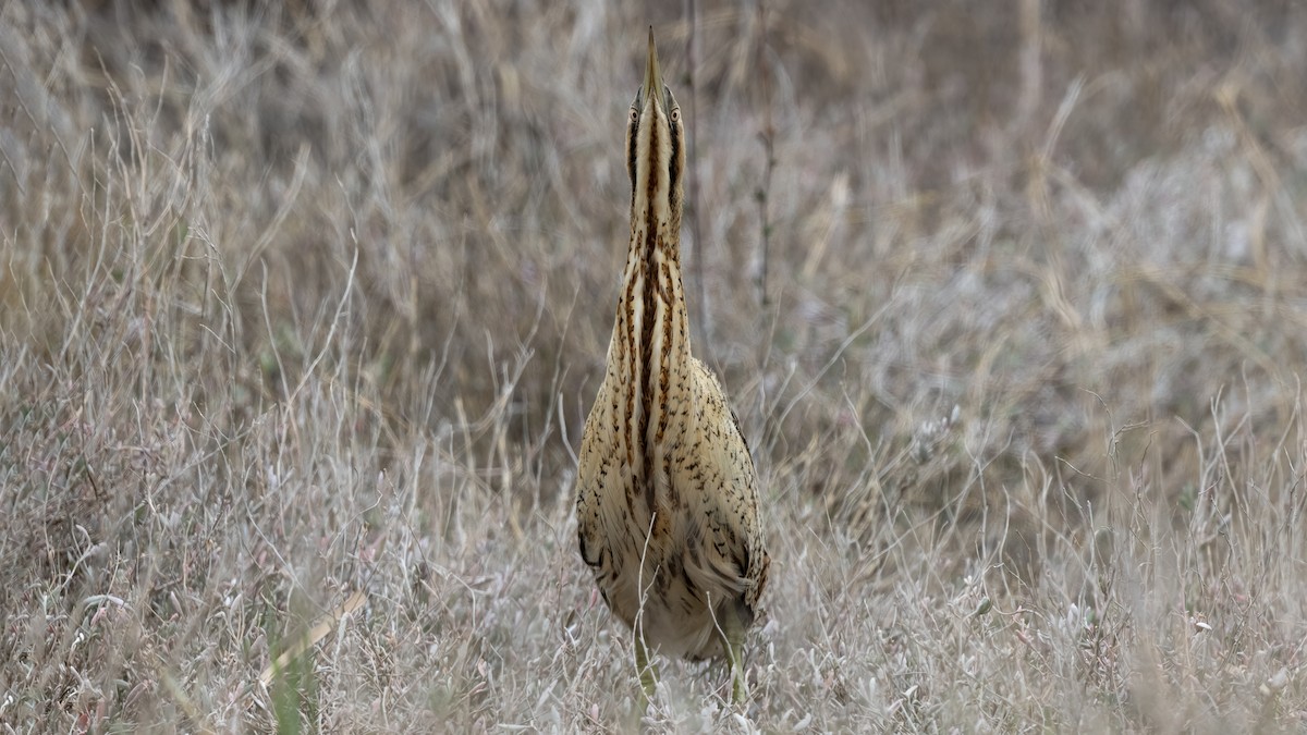Бугай водяний - ML645638948
