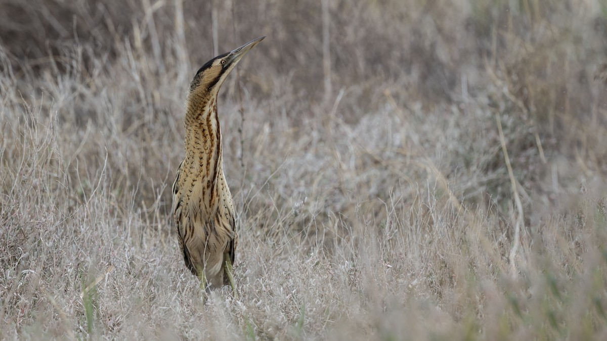 Бугай водяний - ML645638949