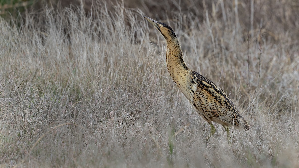 Бугай водяний - ML645638950
