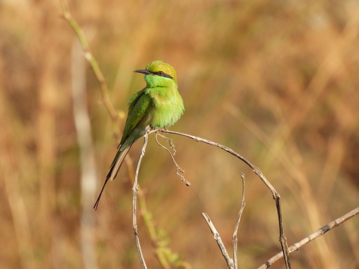 Бджолоїдка мала - ML645638951