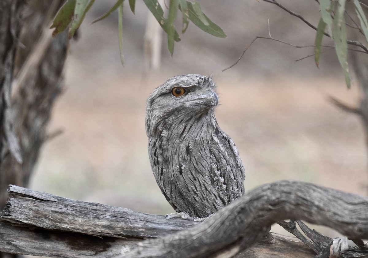 Білоніг австралійський - ML645638952