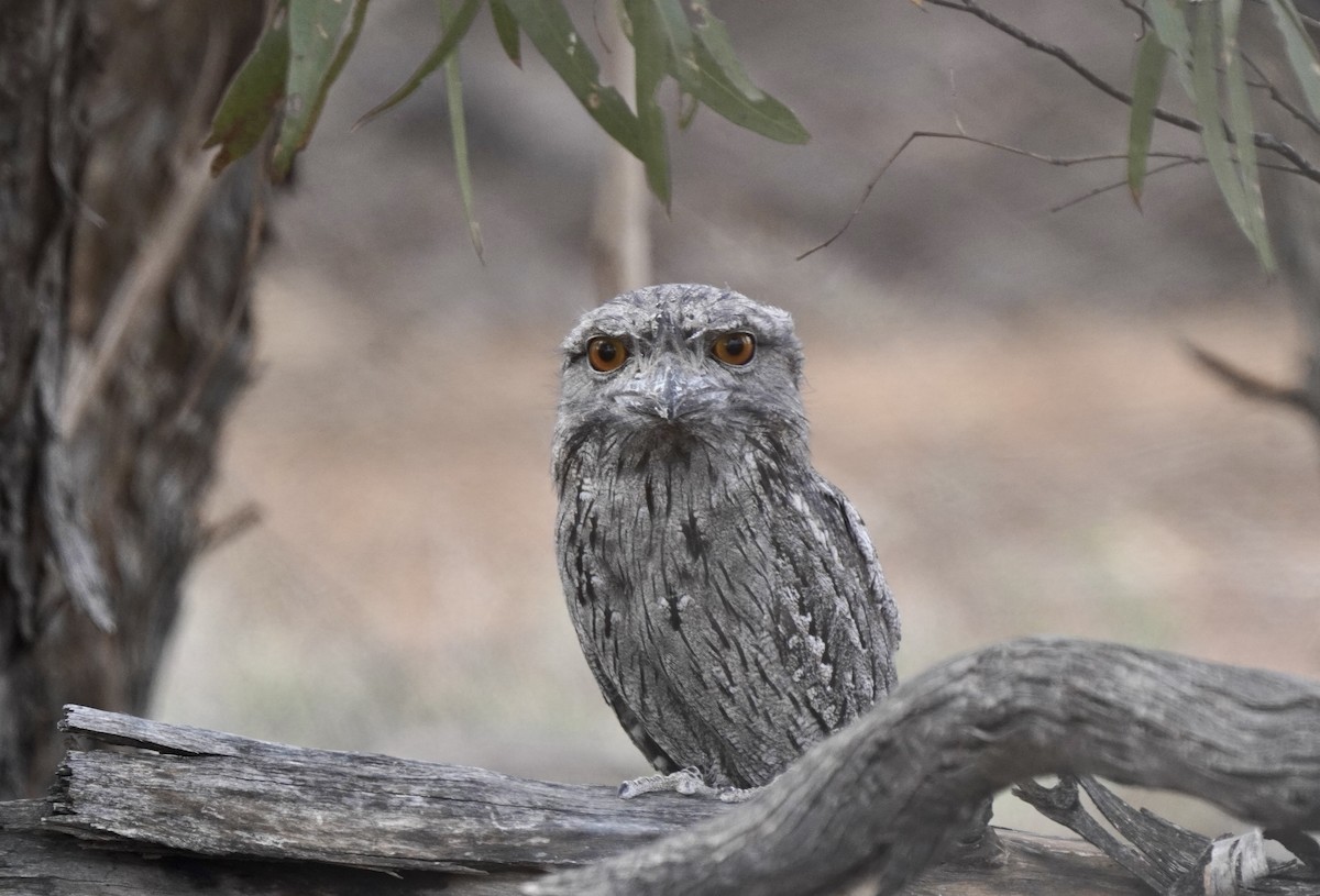 Білоніг австралійський - ML645638953