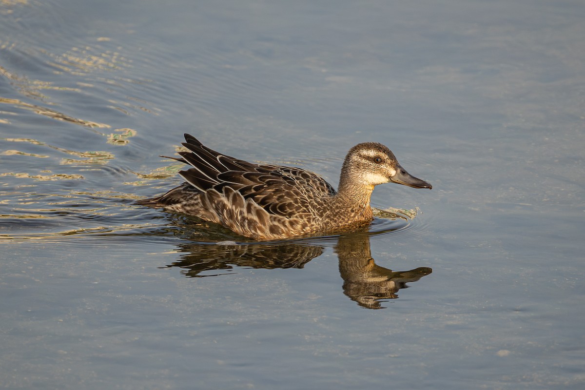 Garganey - ML645638966
