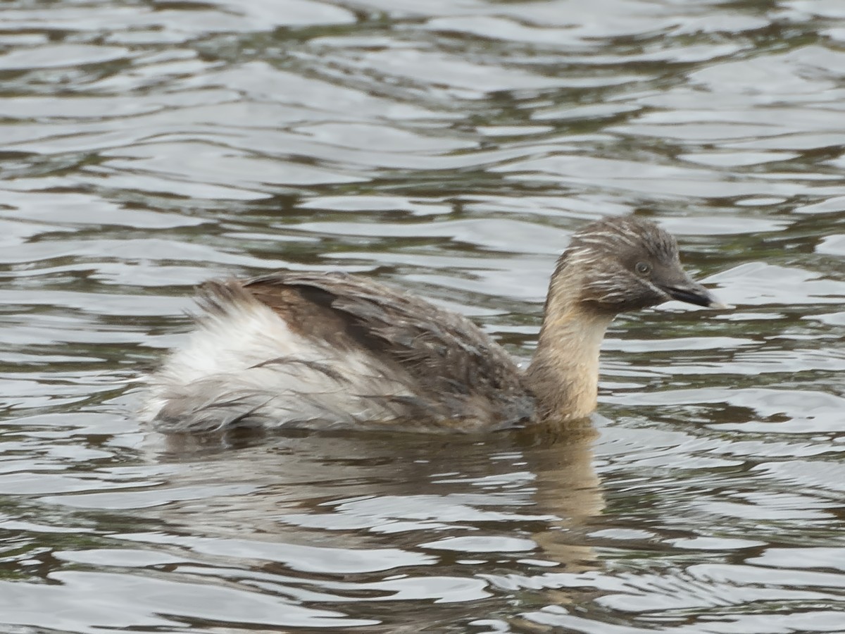 Hoary-headed Grebe - ML645638968