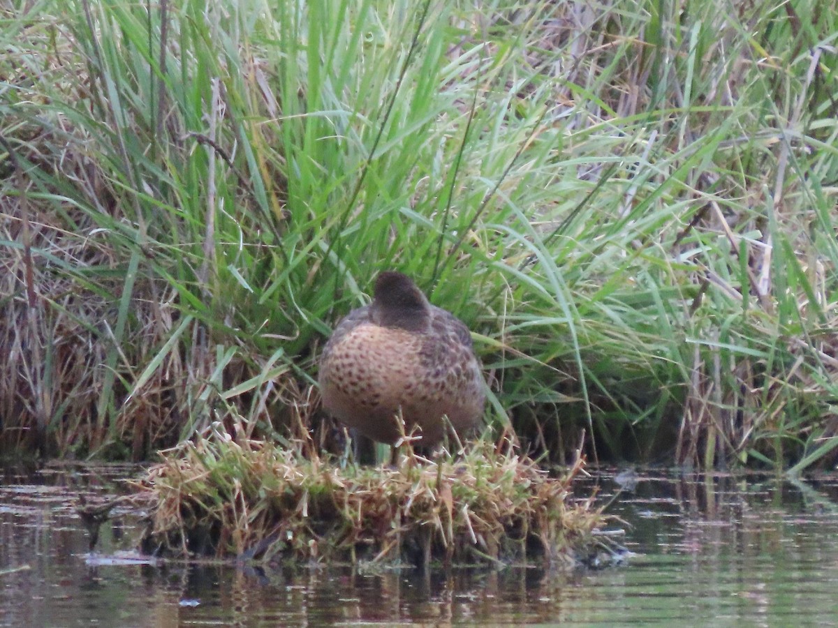 Chestnut Teal - ML645638972