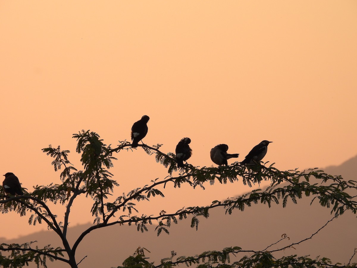Indian Pied Starling - ML645639022