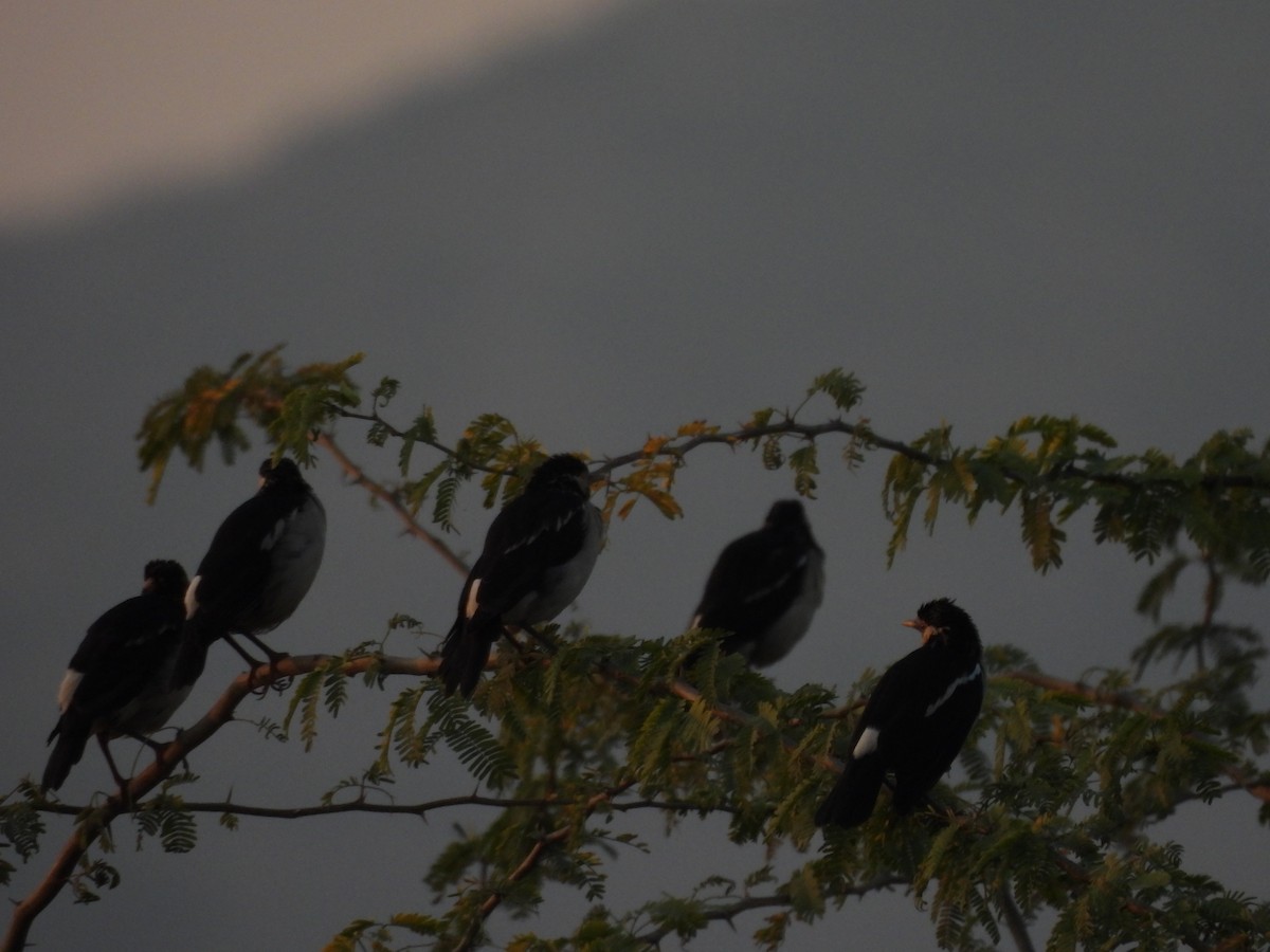 Indian Pied Starling - ML645639023