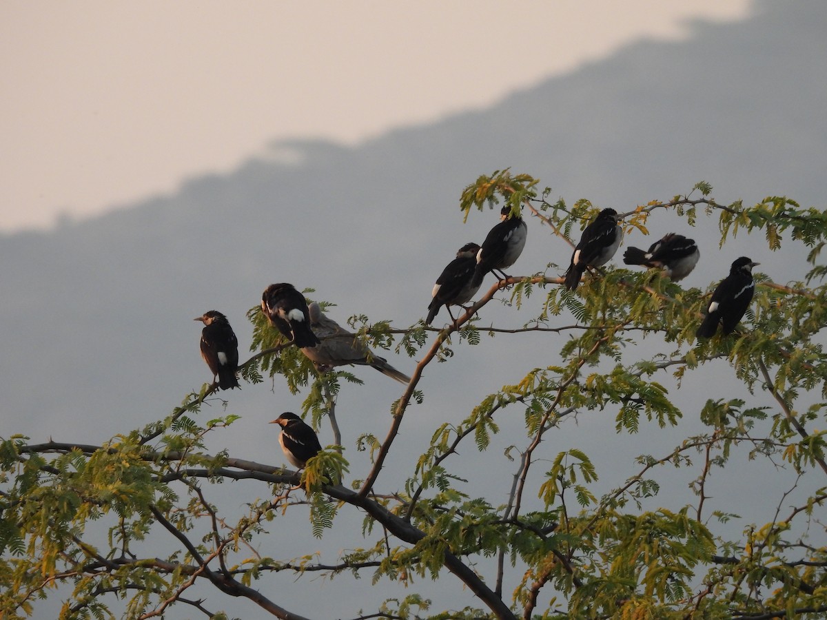 Indian Pied Starling - ML645639024