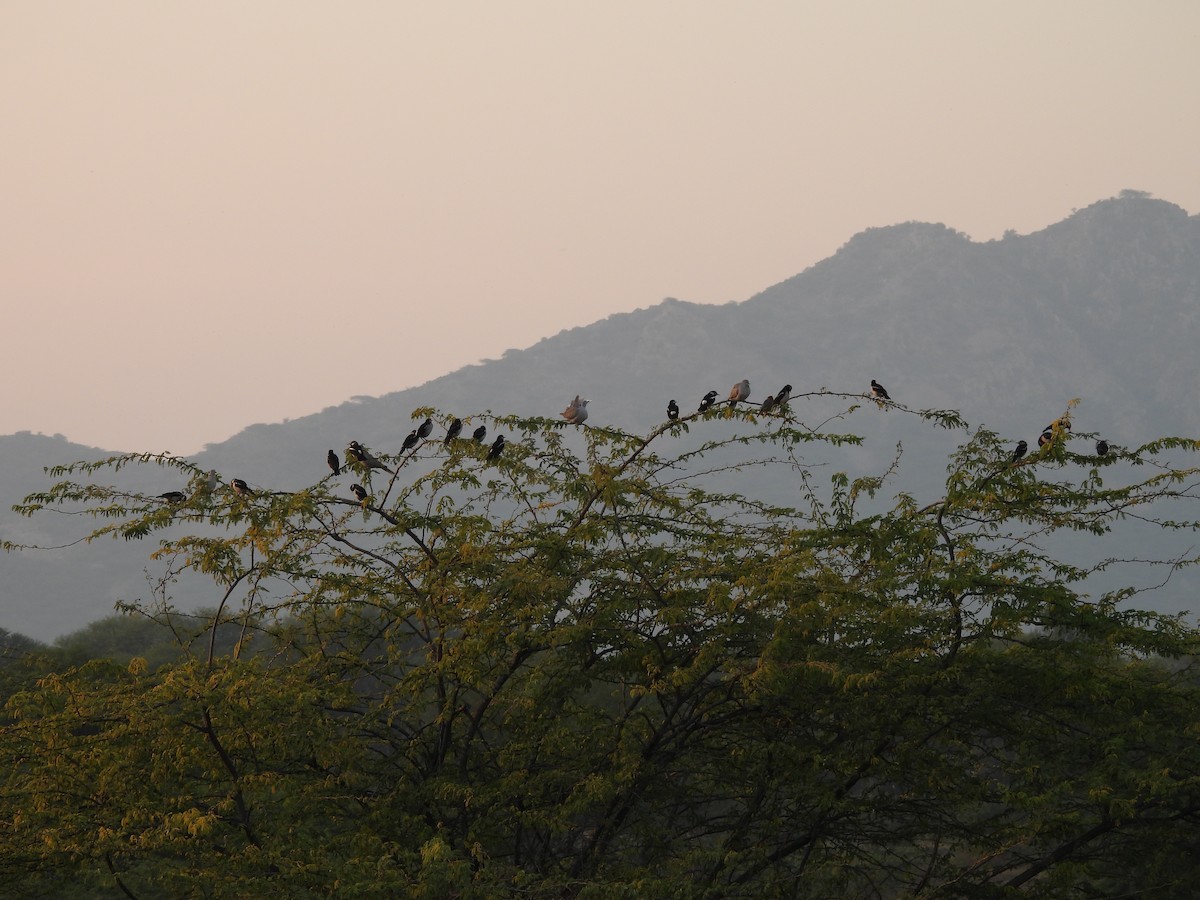 Indian Pied Starling - ML645639025