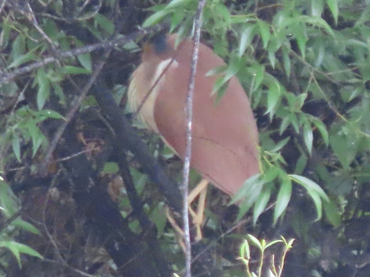 Nankeen Night Heron - ML645639030