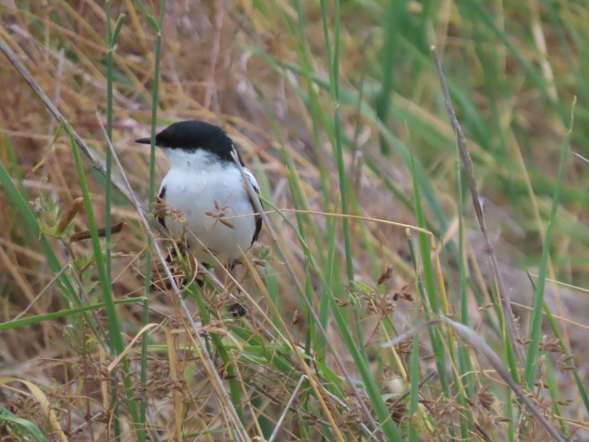 White-winged Triller - ML645639043